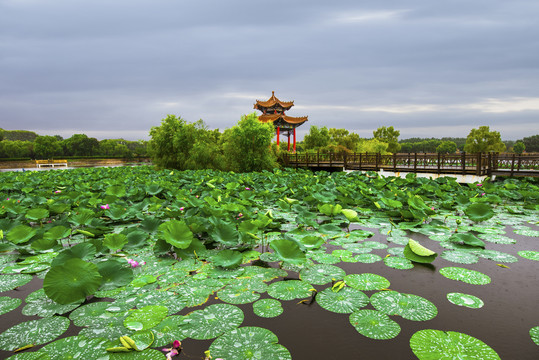 荷塘风景画