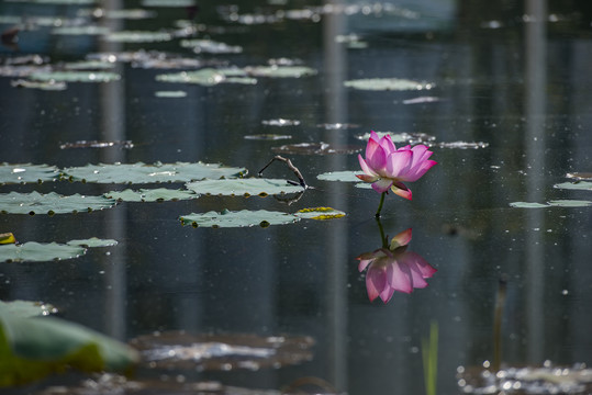 荷花