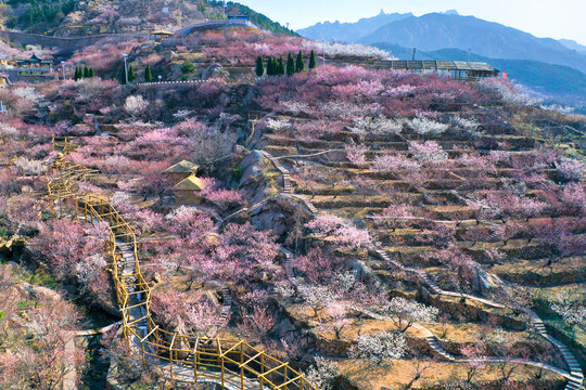 山谷桃花始盛开