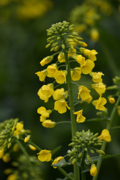 油菜花