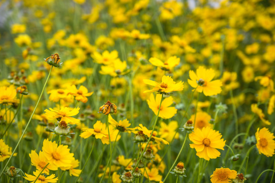 黄花野花