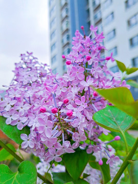 小区丁香花