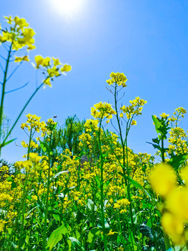 油菜花海