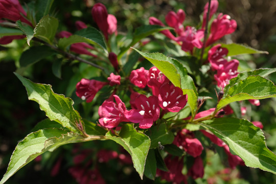 红王子锦带花