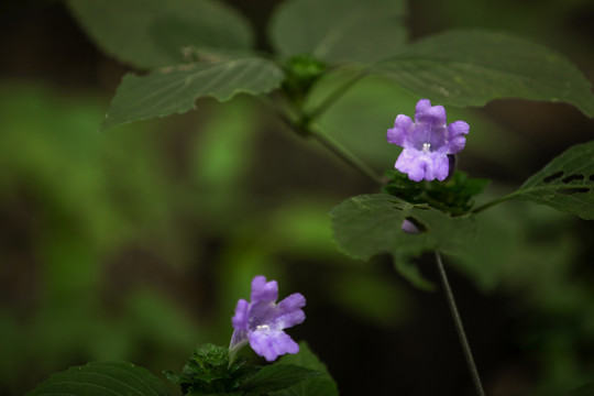 少花马蓝