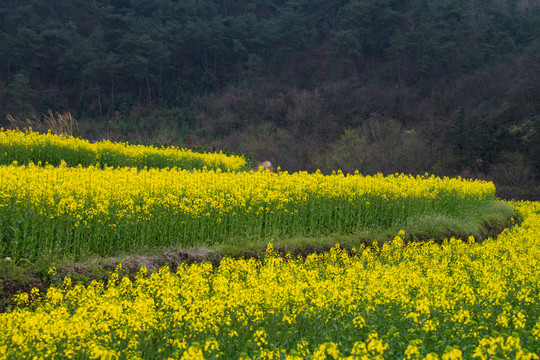 油菜花