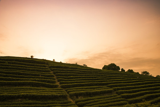 福鼎茶山夕照