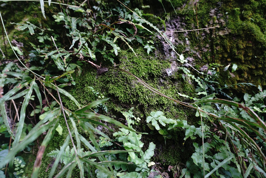 苔藓植物