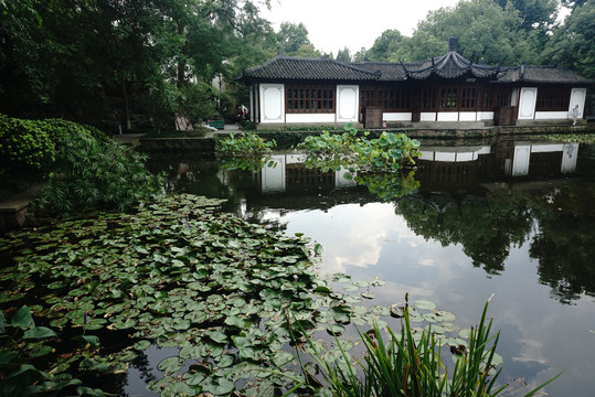 湖面莲叶中式建筑