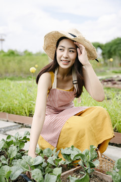 在有机农场收获蔬菜的亚洲农妇。