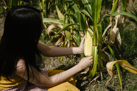 亚洲农妇在田里收割生玉米芯。