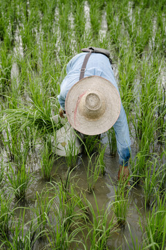 亚洲农民在春天的泥地里种植水稻。