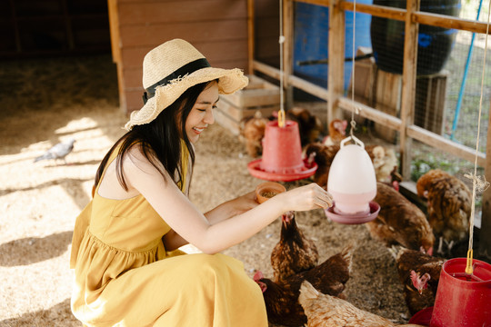 美丽的亚洲旅行家妇女在自家农场用谷物喂鸡。