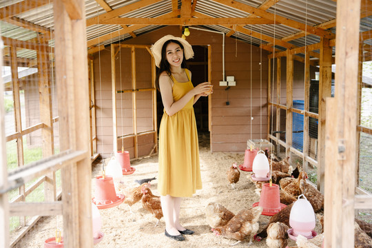 美丽的亚洲旅行家妇女在自家农场用谷物喂鸡。