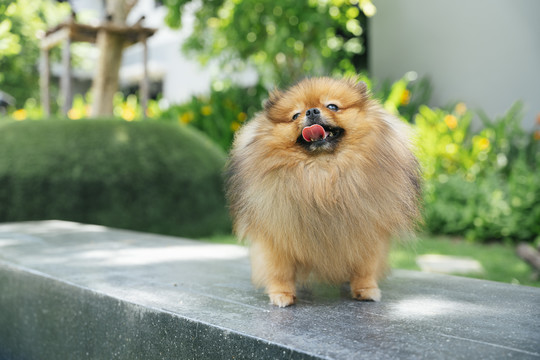 波美拉尼亚犬斯皮茨在公园里伸出舌头。