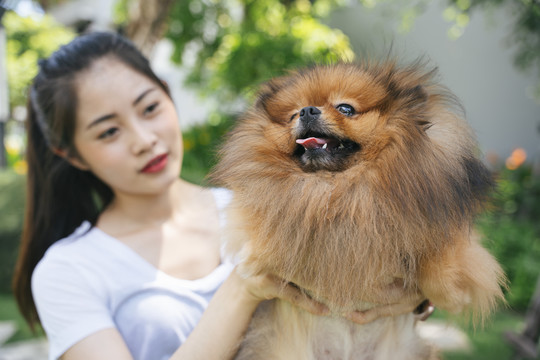 在公园里，主人双手牵着波美拉尼亚斯皮茨犬。