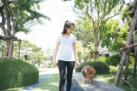 美丽的亚洲女人在公园遛狗。波美拉尼亚斯皮茨型。