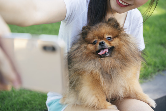 波美拉尼亚斯皮茨犬和亚洲主人用智能手机合影。