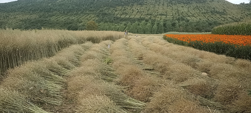 油菜籽