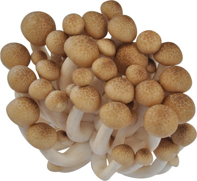 蟹味菇蘑菇