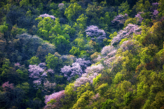 伏牛山老界岭