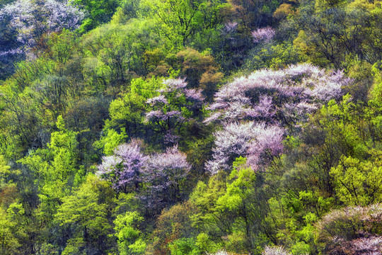 伏牛山老界岭