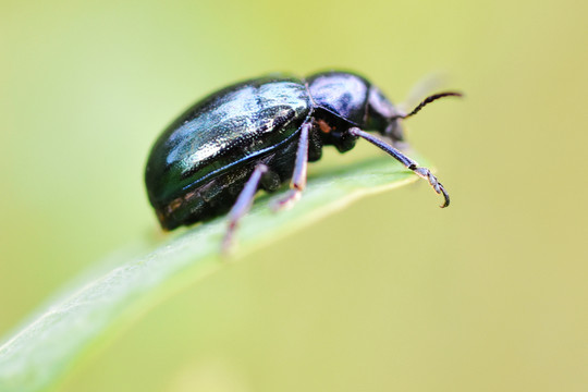 绿背甲虫