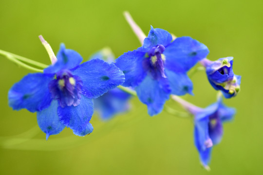 鸽子花