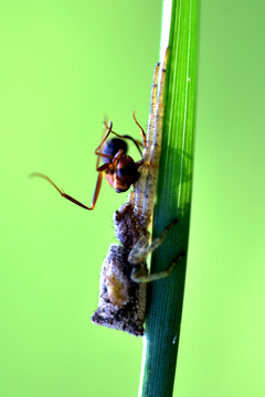 蜘蛛捕食