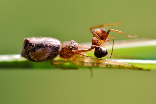 蜘蛛猎杀蚂蚁