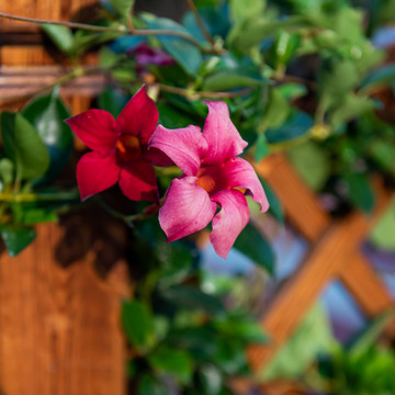 飘香藤花