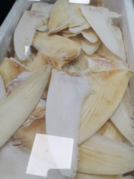 干魚翅