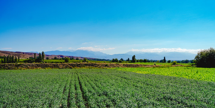 新疆农业种植