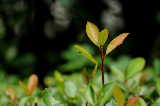 石楠