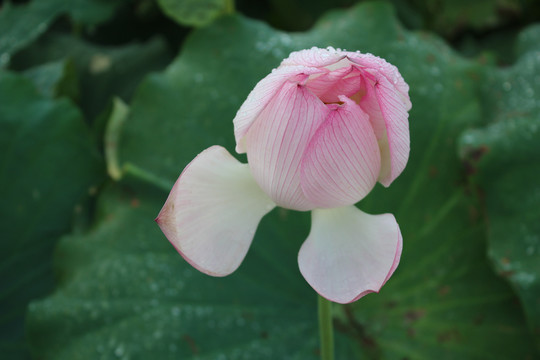 淡粉莲花