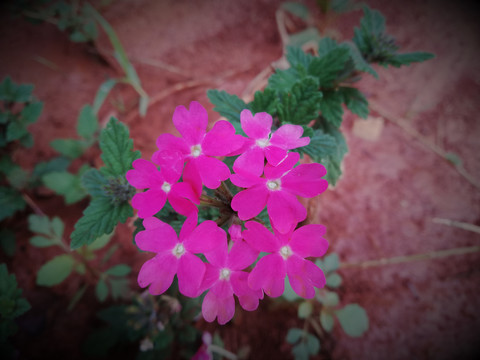 美女櫻花