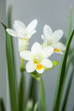 香雪兰花