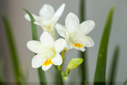 清新花卉香雪兰