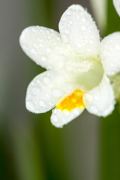 清新花卉香雪兰