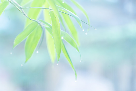 雨后清晨叶尖挂着水珠的竹叶