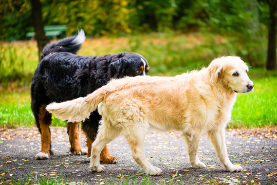 公园草地上的两只狗站在五颜六色的秋叶上