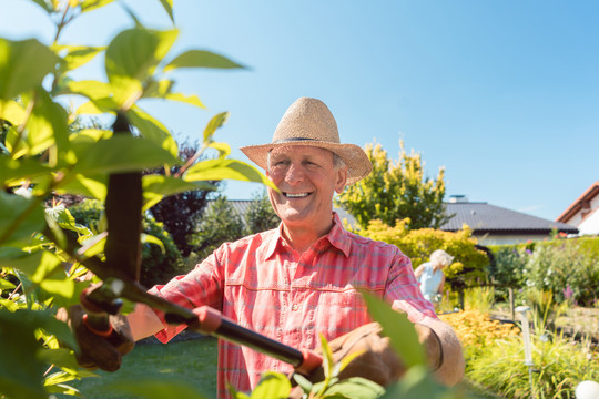 一位活泼开朗的老人在阳光明媚的夏日修剪花园中的灌木时，使用树篱剪的肖像
