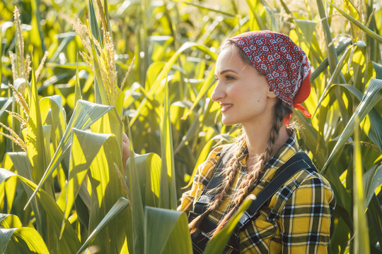 一位农妇满意地查看了她的玉米田