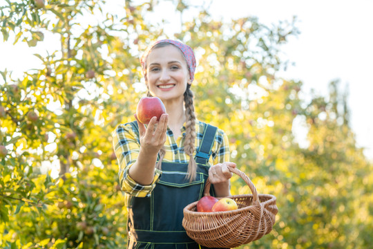 果园里的女人向镜头展示苹果，聚焦在水果上