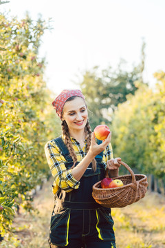 果农妇女在篮子里收获苹果，检查苹果的质量