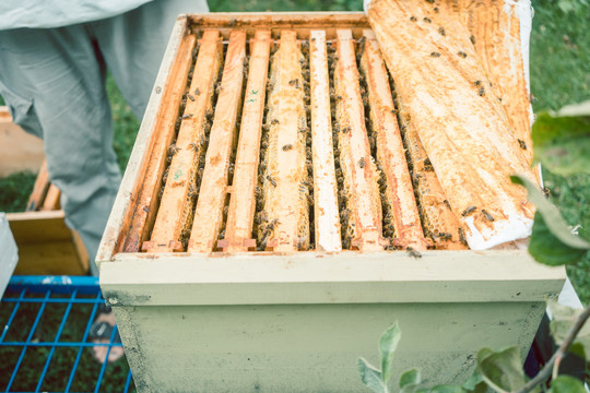 养蜂人在蜂房里检查蜜蜂