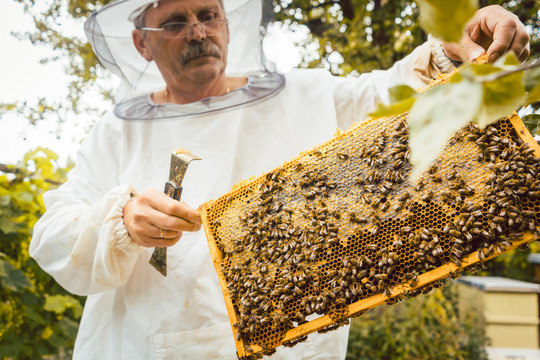 养蜂人手持蜂巢在蜂群上工作