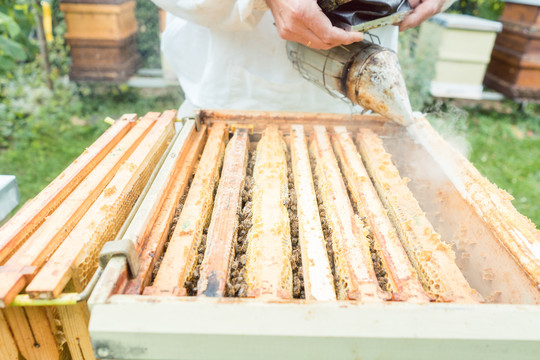 养蜂人在室外用烟熏蜜蜂