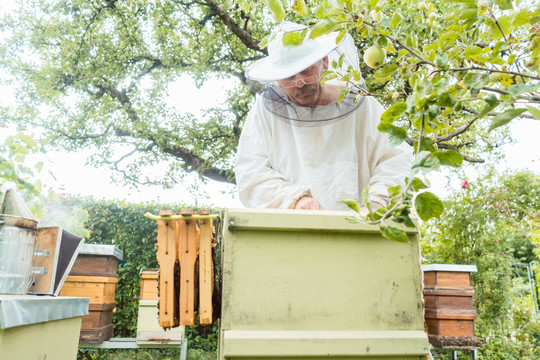 养蜂人站在花园的蜂房里与蜜蜂一起工作