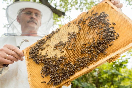 养蜂人拿着蜂巢，手里拿着蜜蜂检查